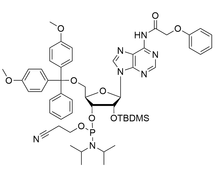 DMT-2'-O-TBDMS-rA(PAc) -CE-Phosphoramidite