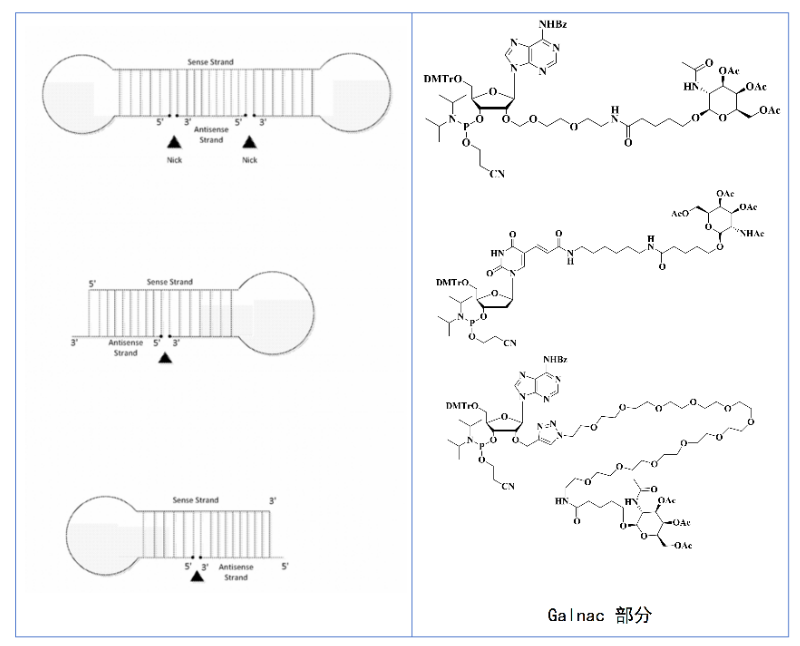 独特的四环偶联技术-Dicerna