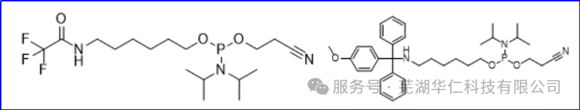 C6-氨基亚磷酰胺：小核酸药物研发中的关键连接子