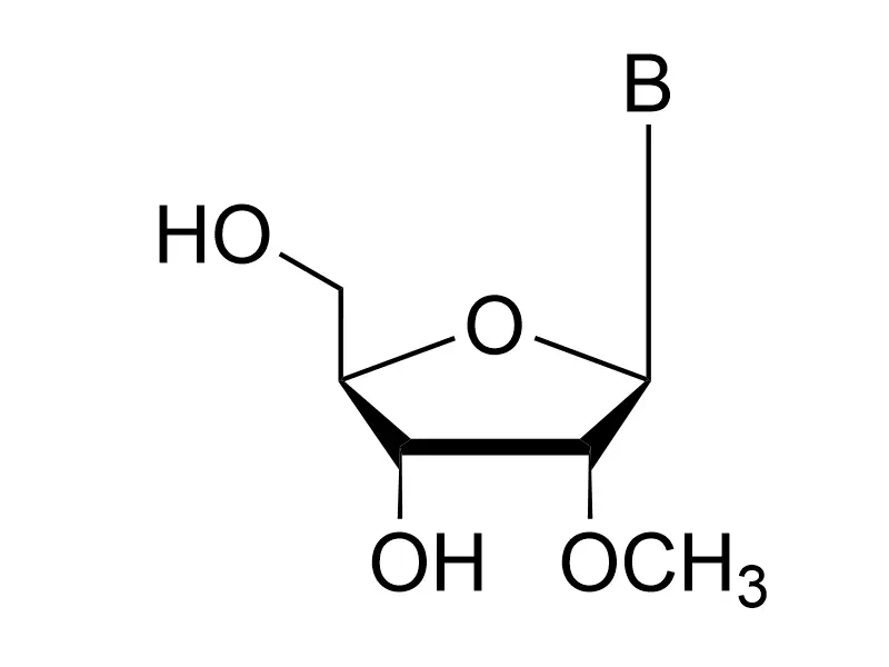 2'-OMe Modified Nucleosides