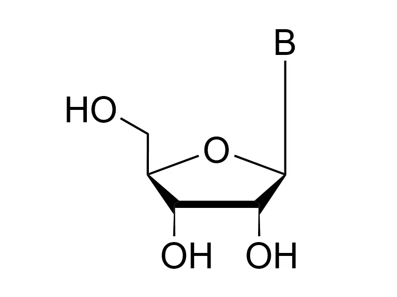 Basic Nucleosides